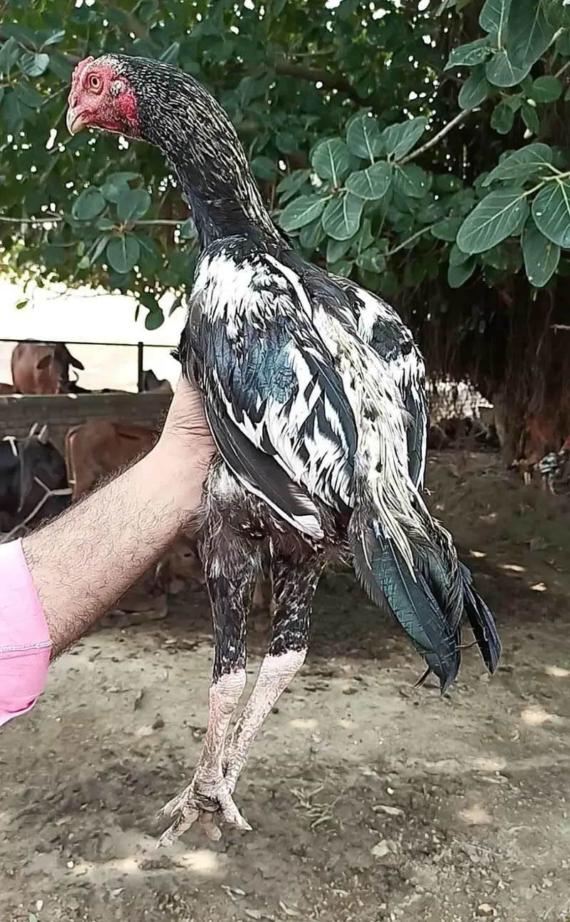 pakistani or ganoi aseel pathy — photo 5