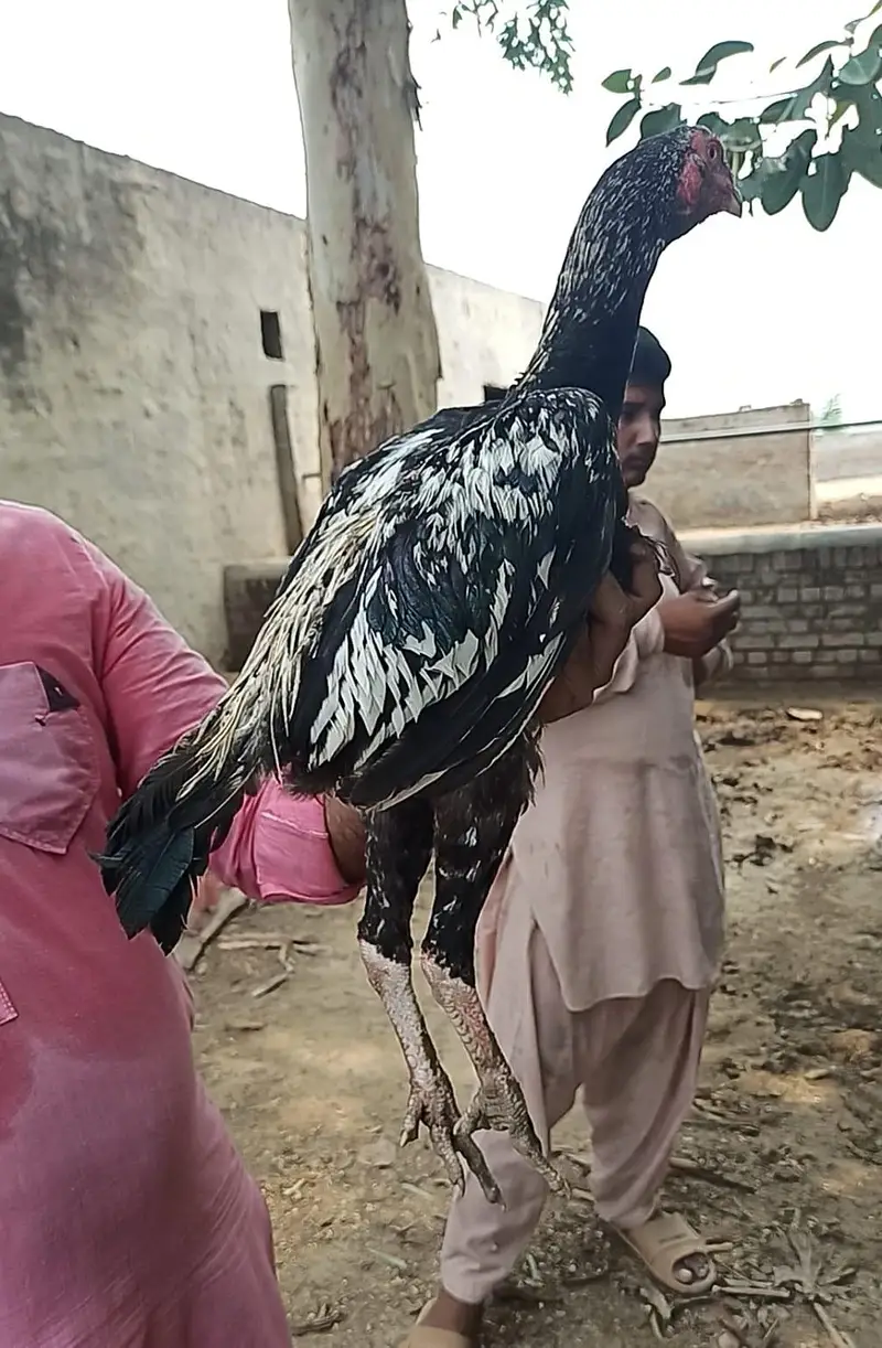 pakistani or ganoi aseel pathy — photo 6