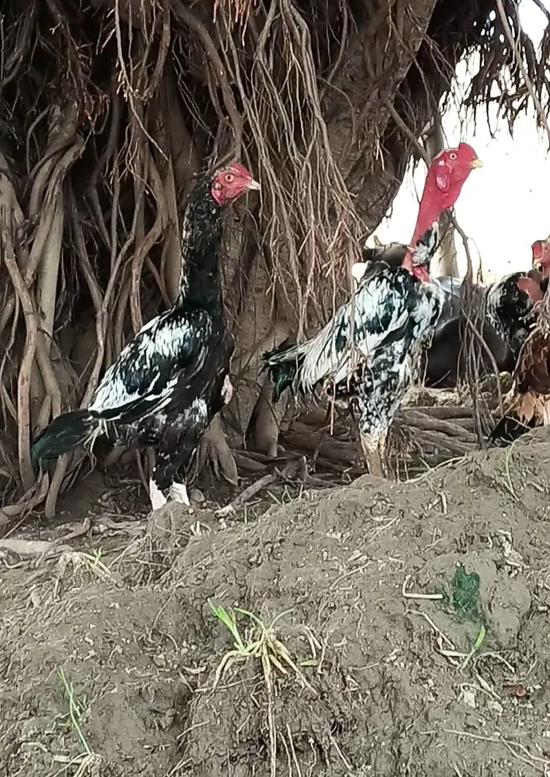 pakistani or ganoi aseel pathy — photo 7