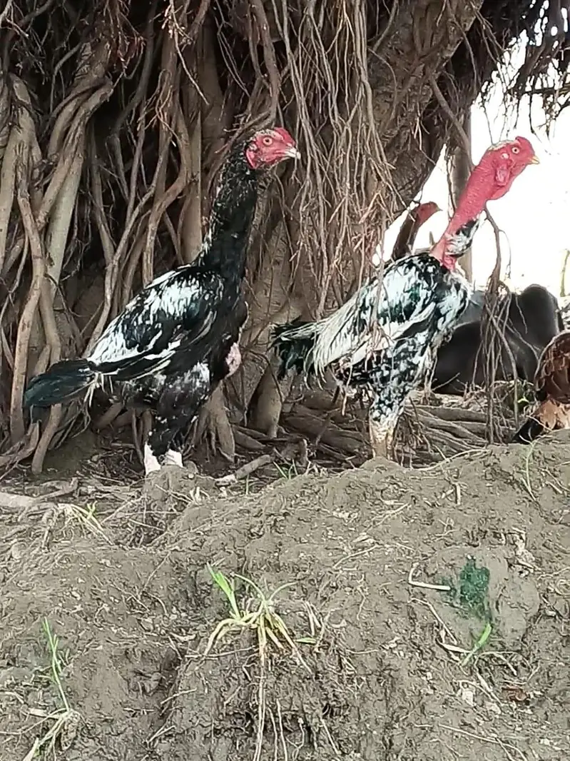 pakistani or ganoi aseel pathy — photo 8
