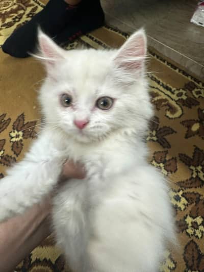 persion cats for sale