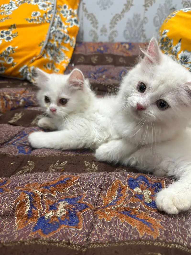 persion cats for sale — photo 2