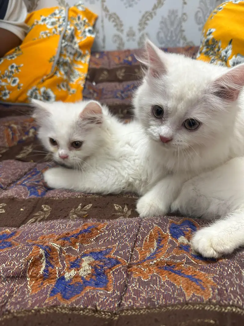persion cats for sale — photo 3