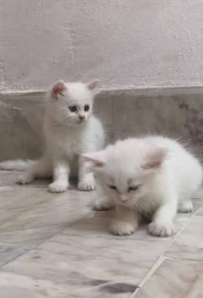 sale Persian kitten white colour spicial offer what's app . . .