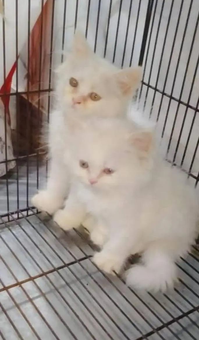 sale Persian kitten white colour spicial offer what's app . . . — photo 2