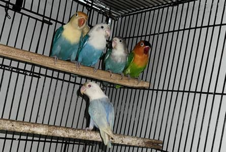 LOVEBIRDS - Parblue Opline/PF, Albino/Ino, Green Opline/PF