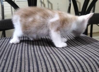 Persian cat kids