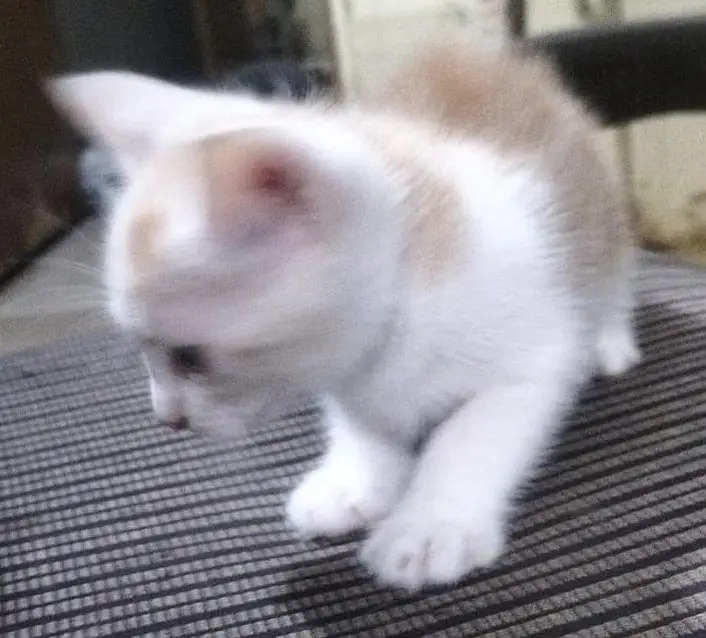 Persian cat kids — photo 2