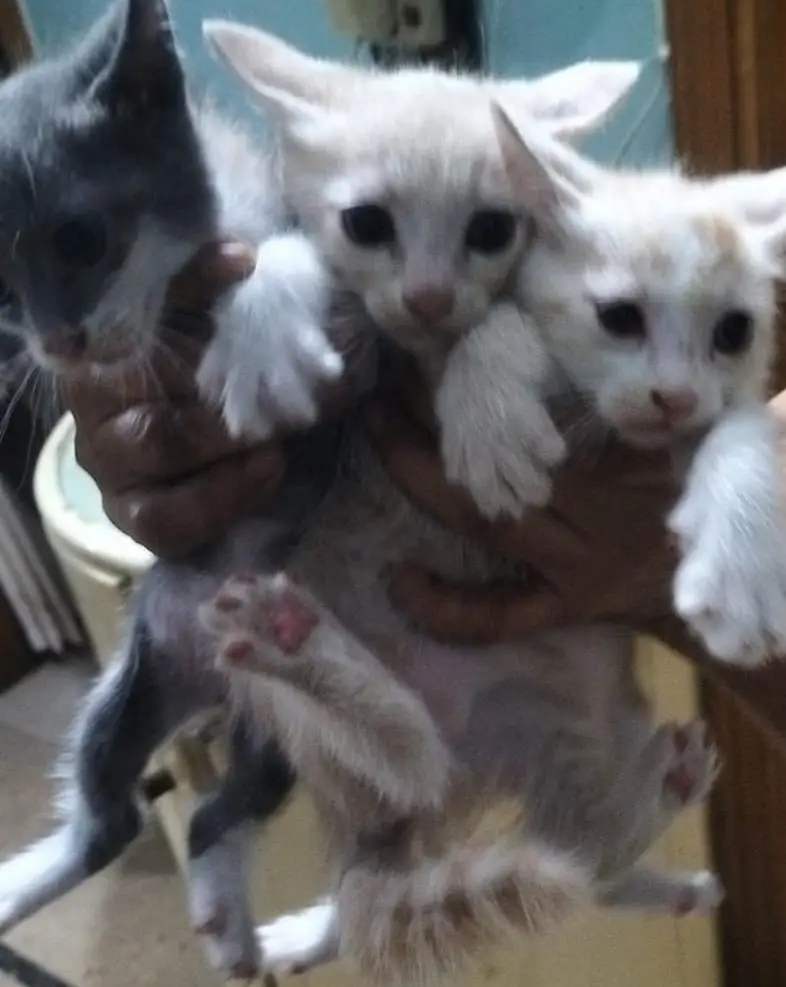 Persian cat kids — photo 3