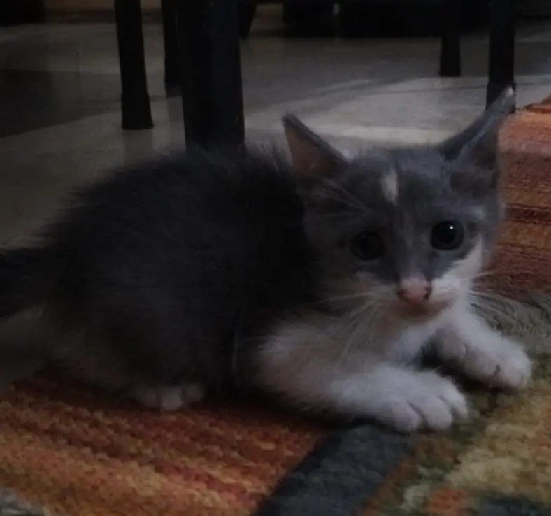 Persian cat kids — photo 4