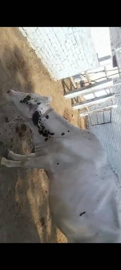 5 cows for sell