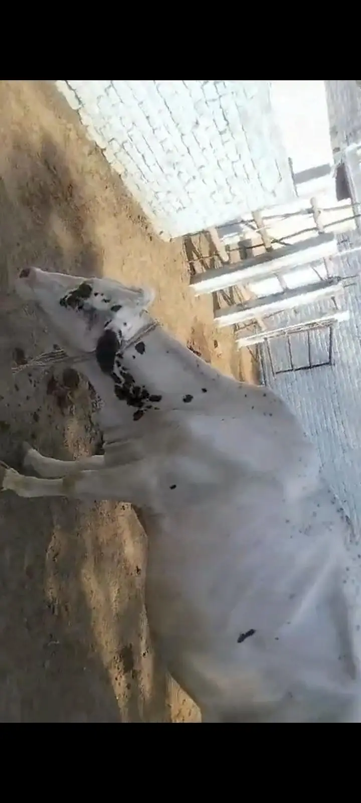 5 cows for sell