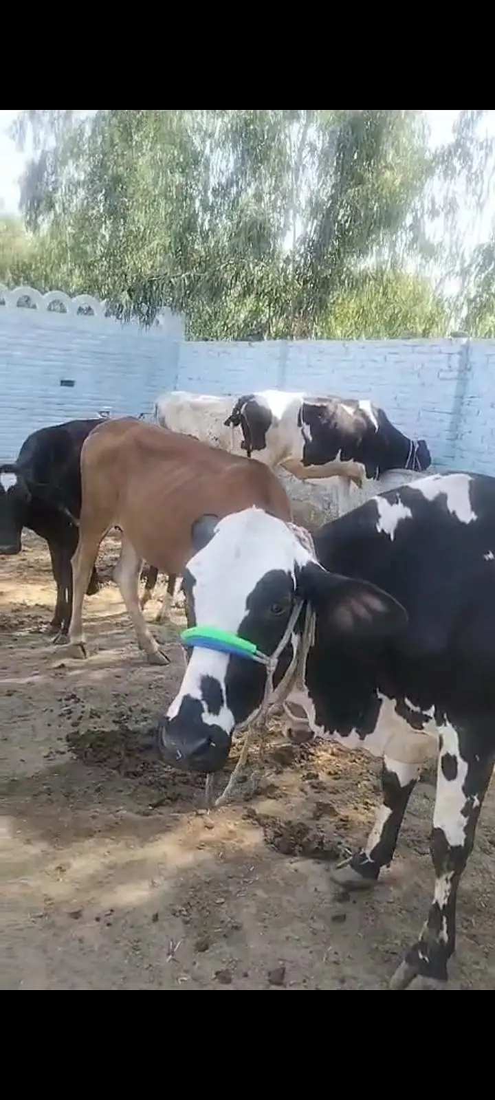5 cows for sell — photo 2