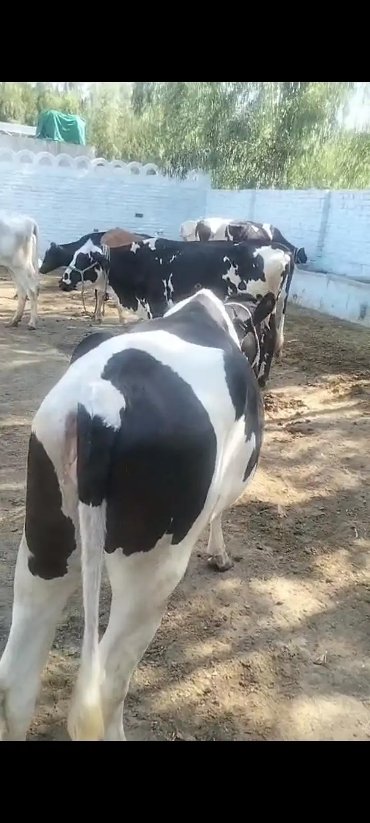 5 cows for sell — photo 3
