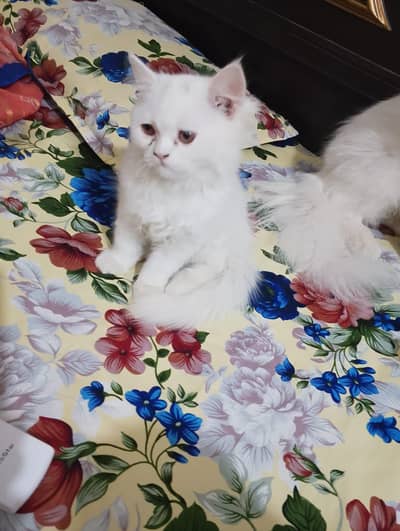 Persian cat for sale