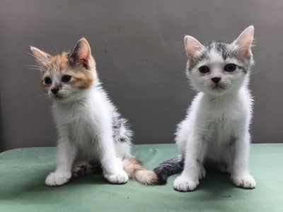 for sale home breeding