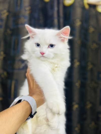 female kitten for sale