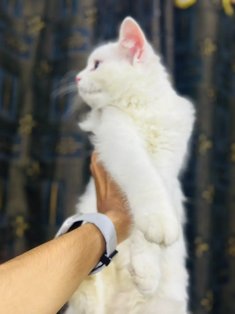 female kitten for sale — photo 2
