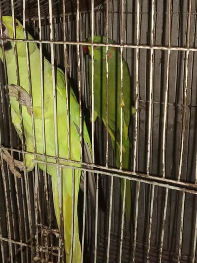 parrots