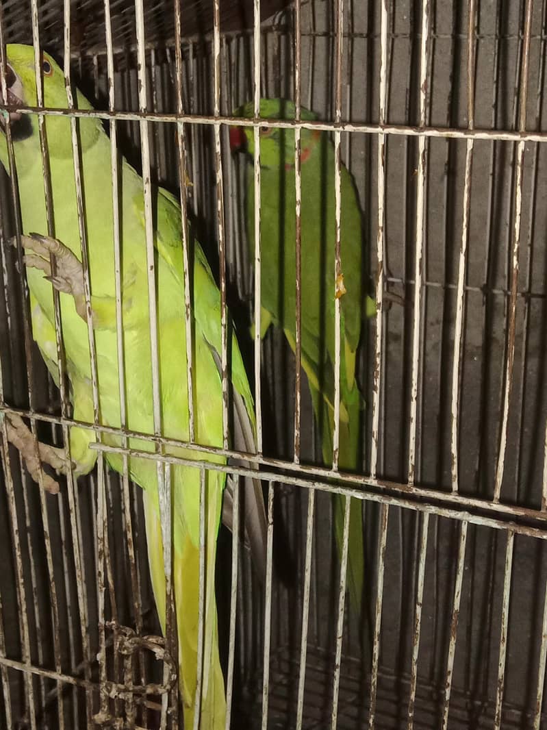 parrots 0