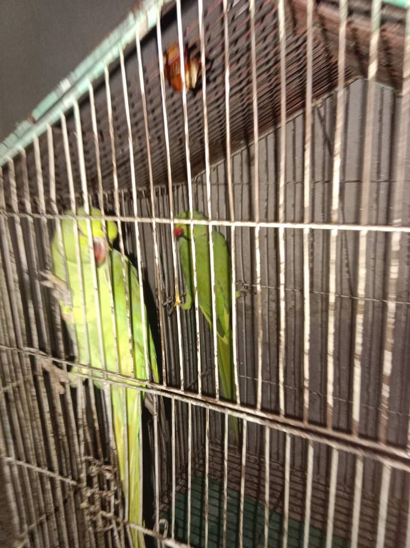 parrots 1