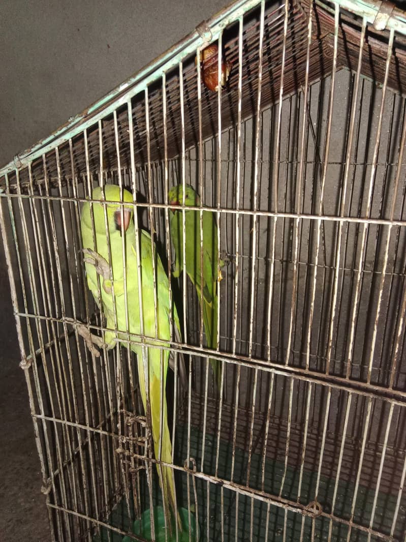 parrots 2
