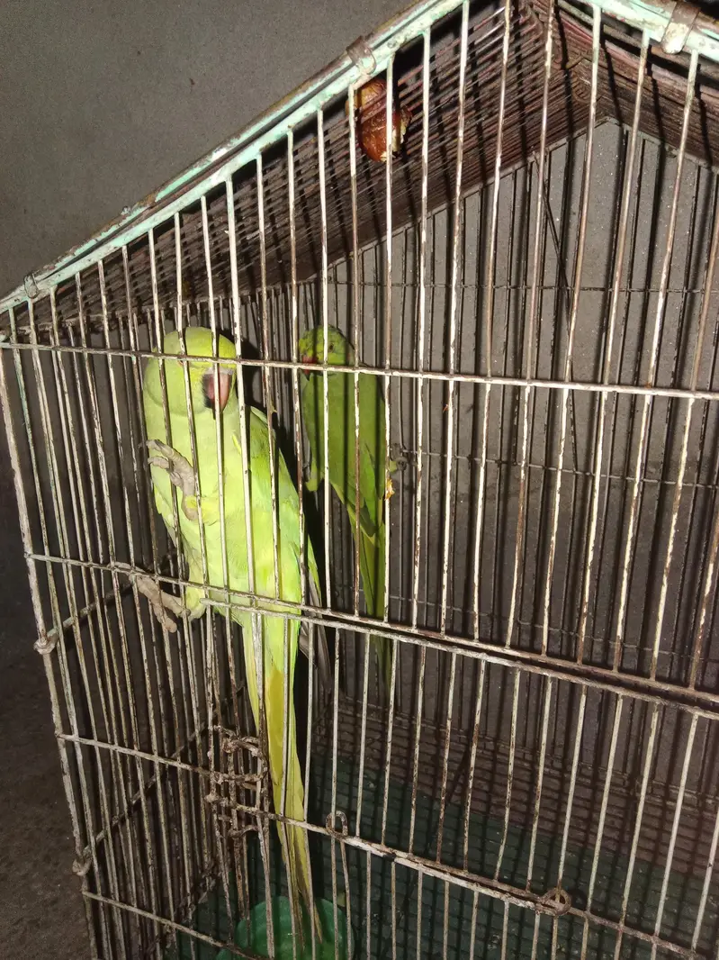 parrots — photo 3