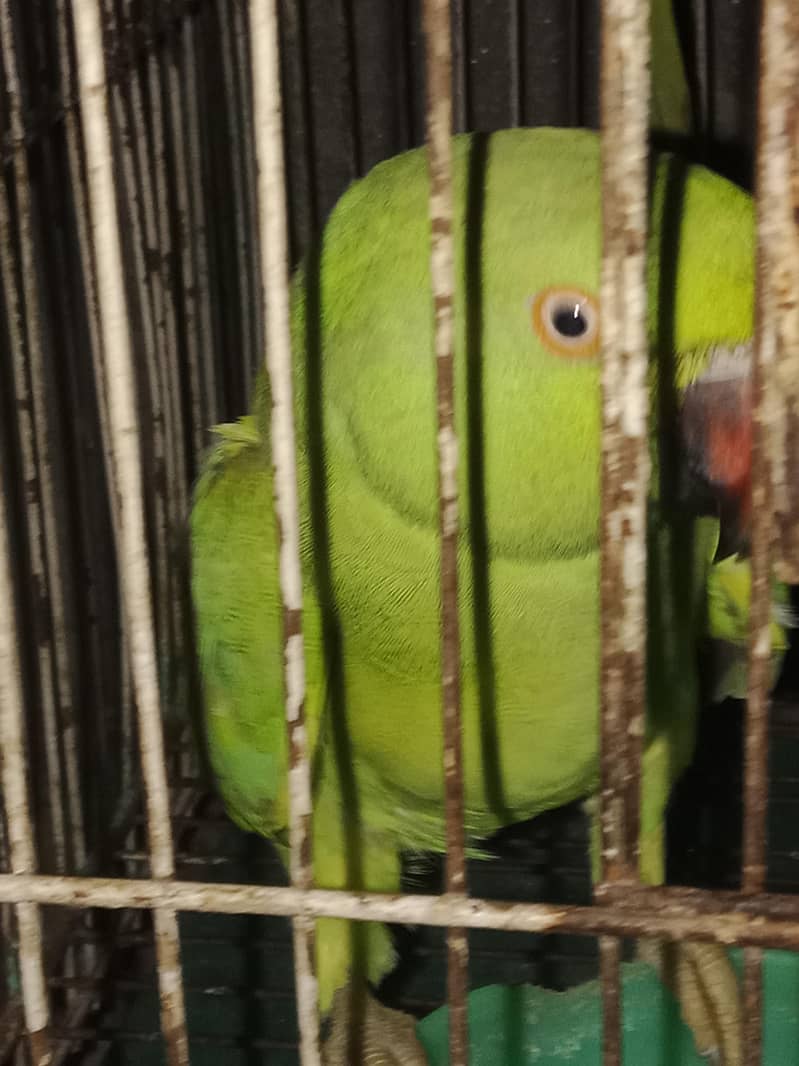 parrots 3