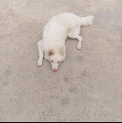 white Russian dog