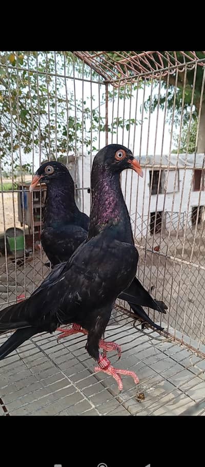 Dakni Irani teeter breeder pair