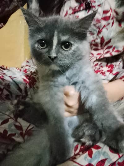 beautiful Grey kitten
