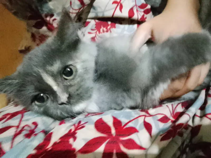 beautiful Grey kitten — photo 2