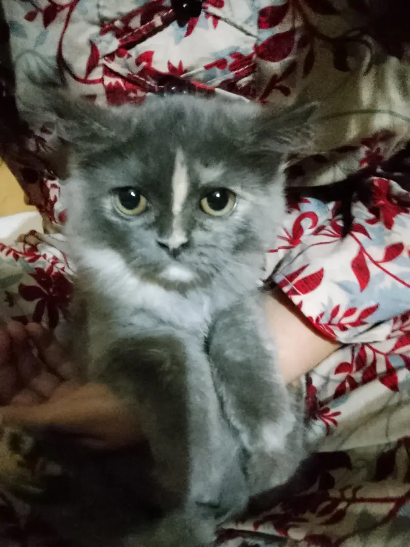 beautiful Grey kitten — photo 3