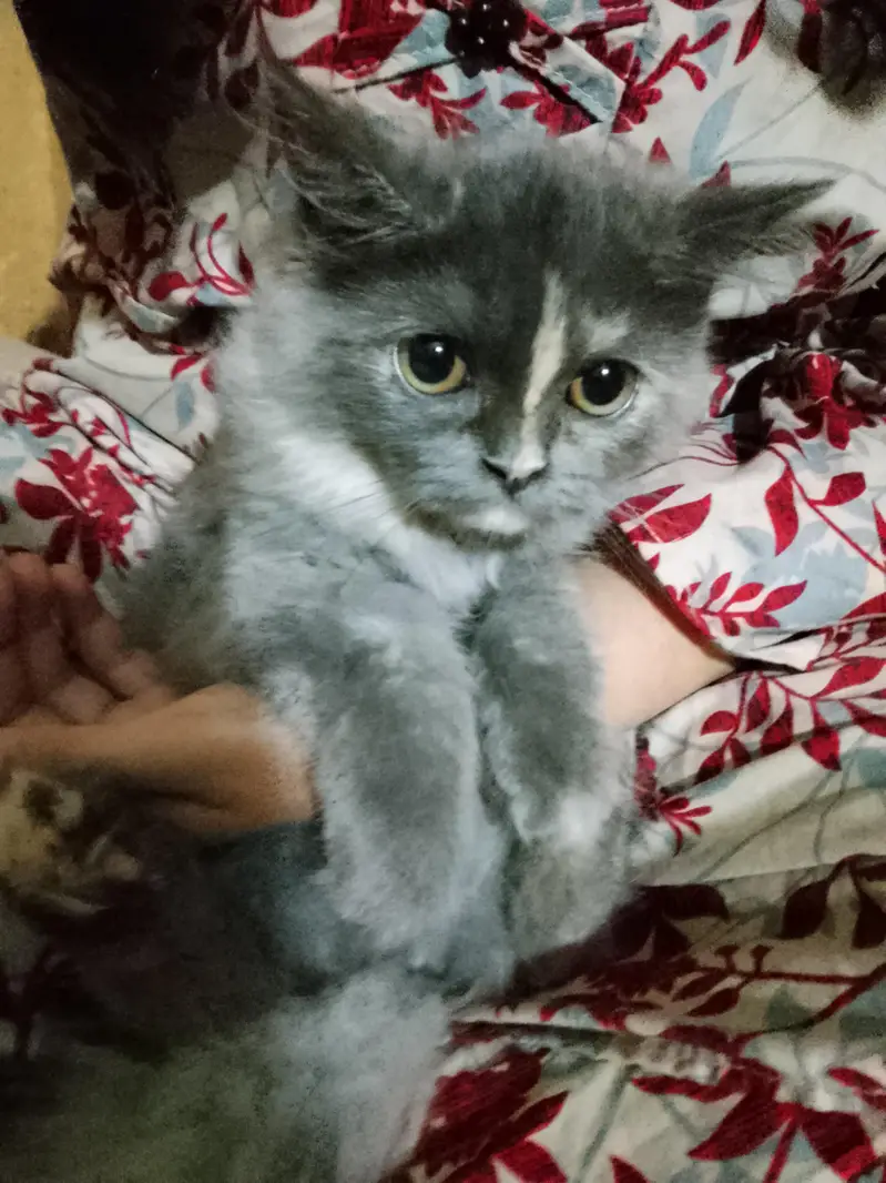 beautiful Grey kitten — photo 4