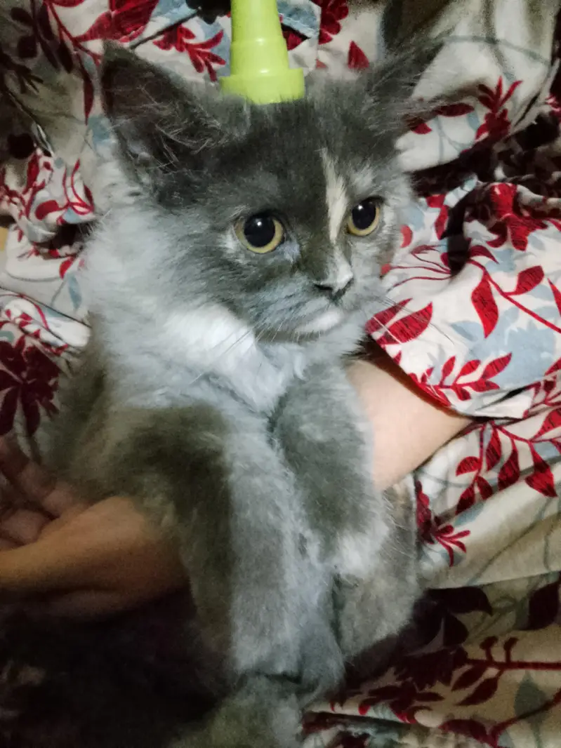 beautiful Grey kitten — photo 5