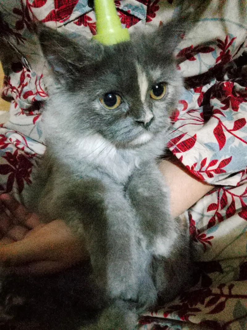 beautiful Grey kitten — photo 6