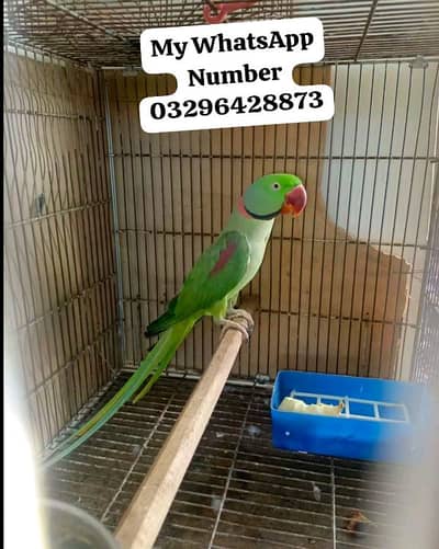 Kashmir Raw Paroot 8month age for sale