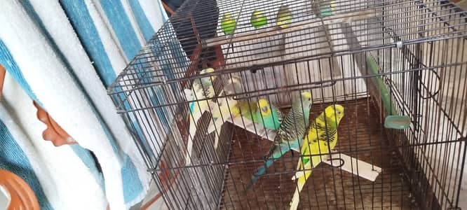 Australian Parrots
