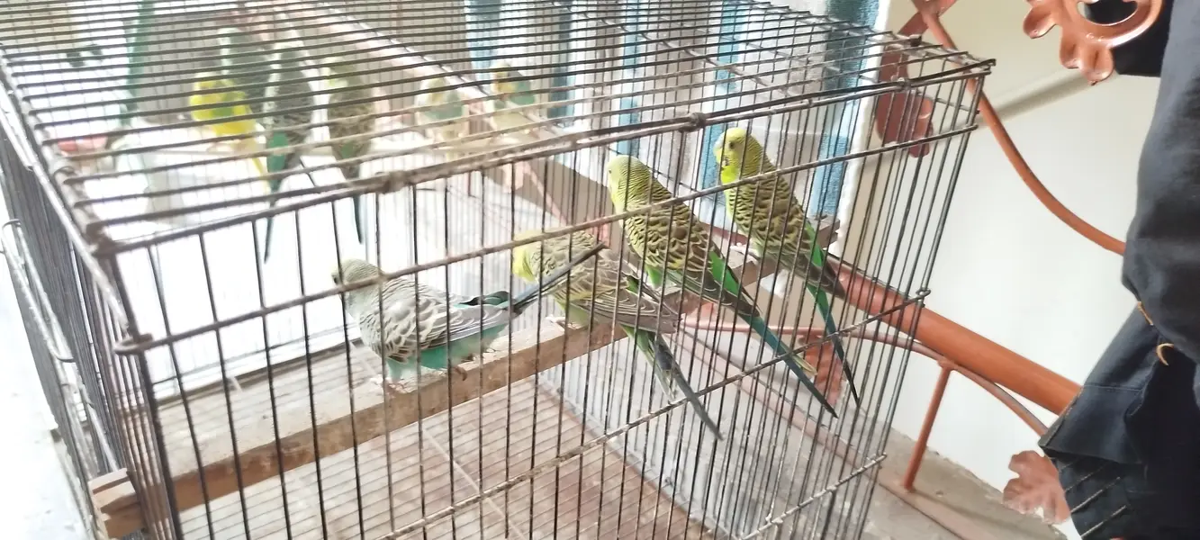 Australian Parrots — photo 2