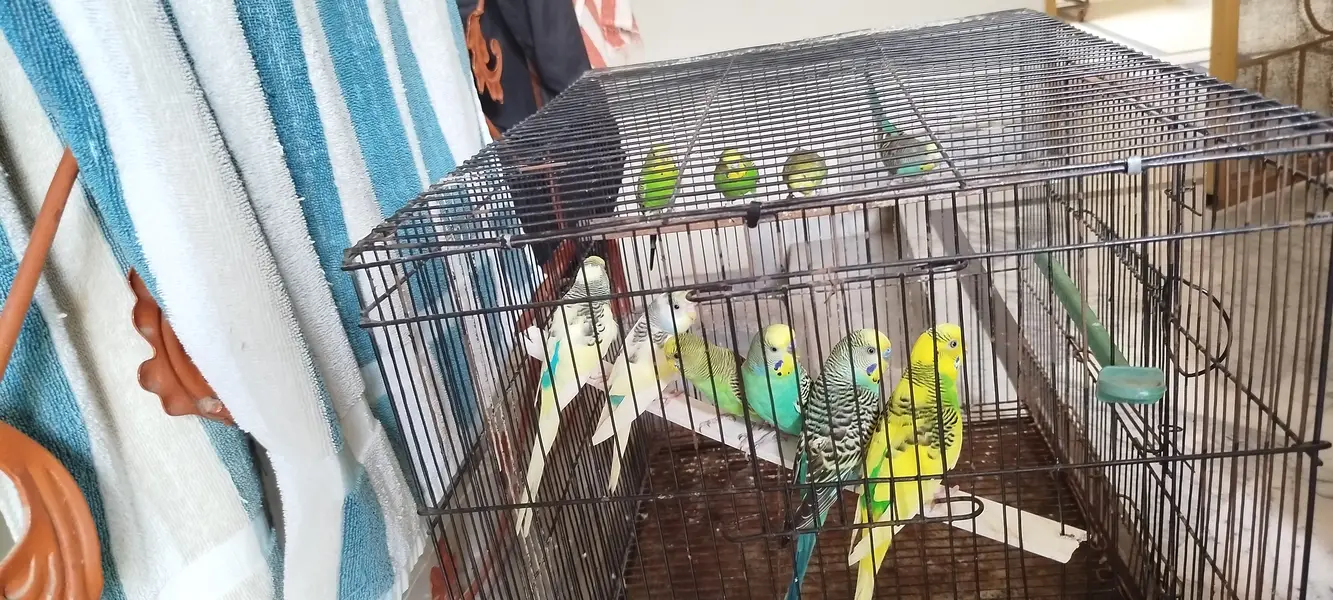 Australian Parrots — photo 3