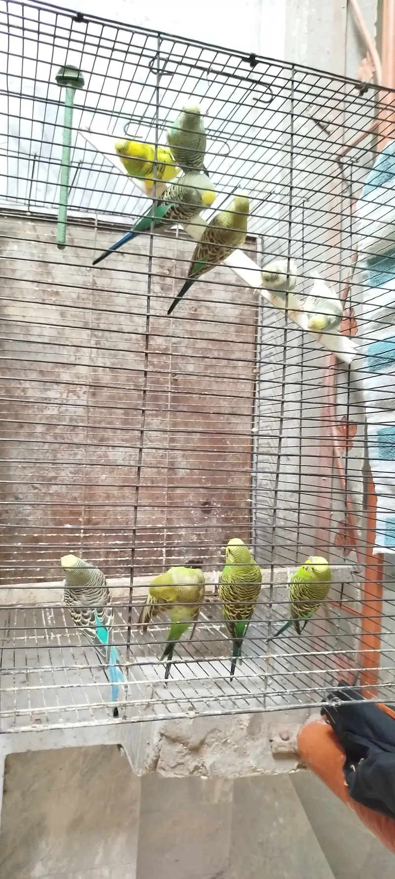 Australian Parrots — photo 4