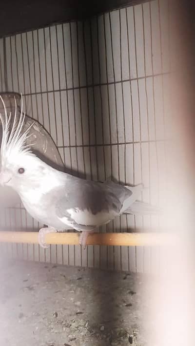 birds and parrots with cage