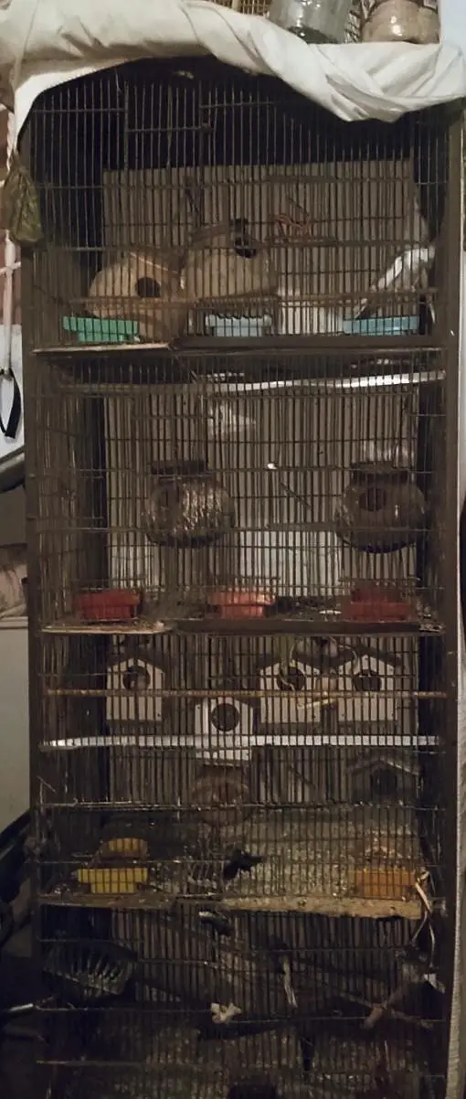 birds and parrots with cage — photo 2