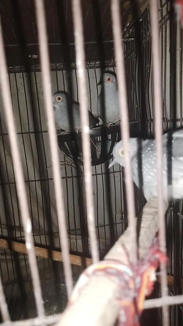 birds and parrots with cage — photo 3