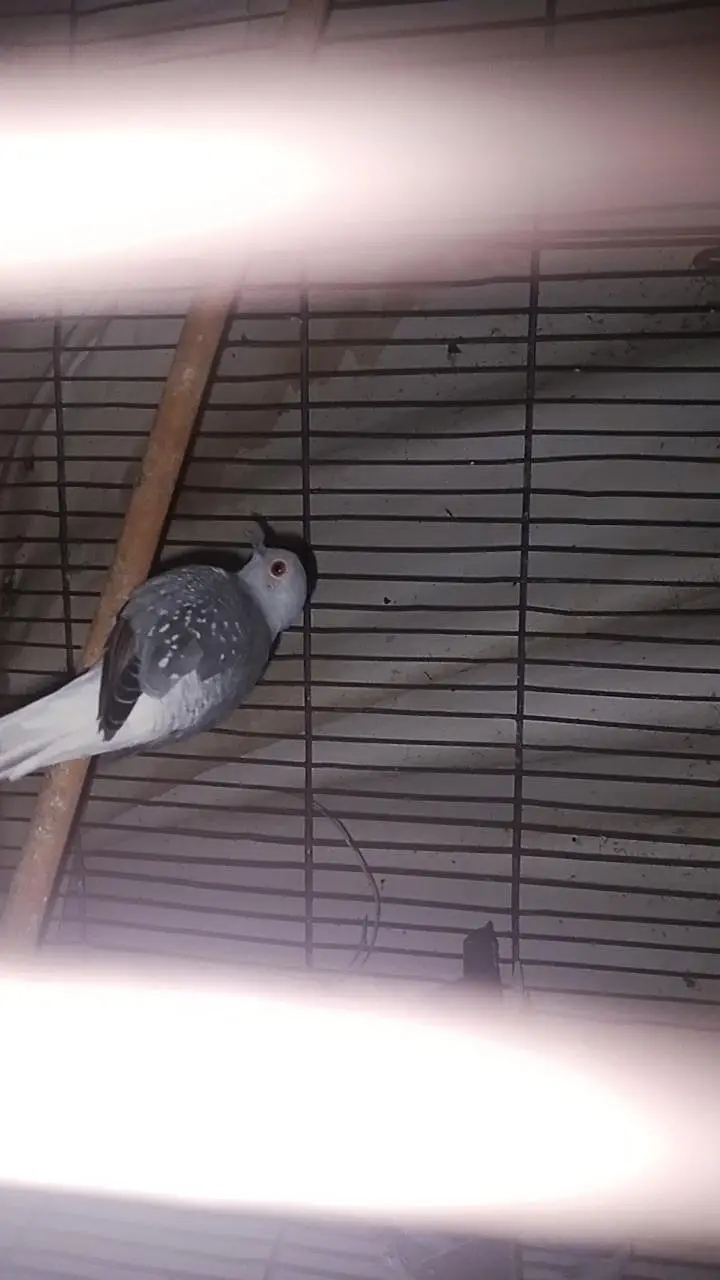 birds and parrots with cage — photo 4