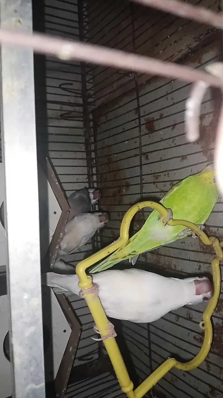 birds and parrots with cage — photo 5