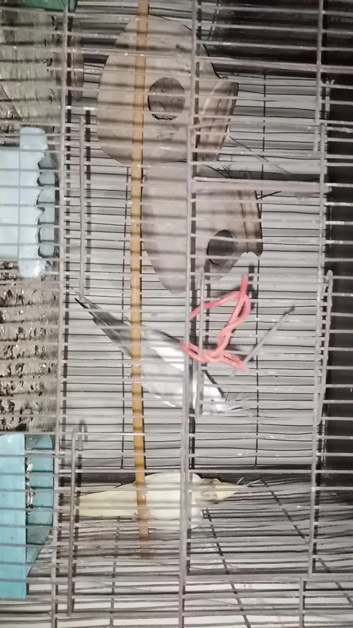 birds and parrots with cage — photo 7