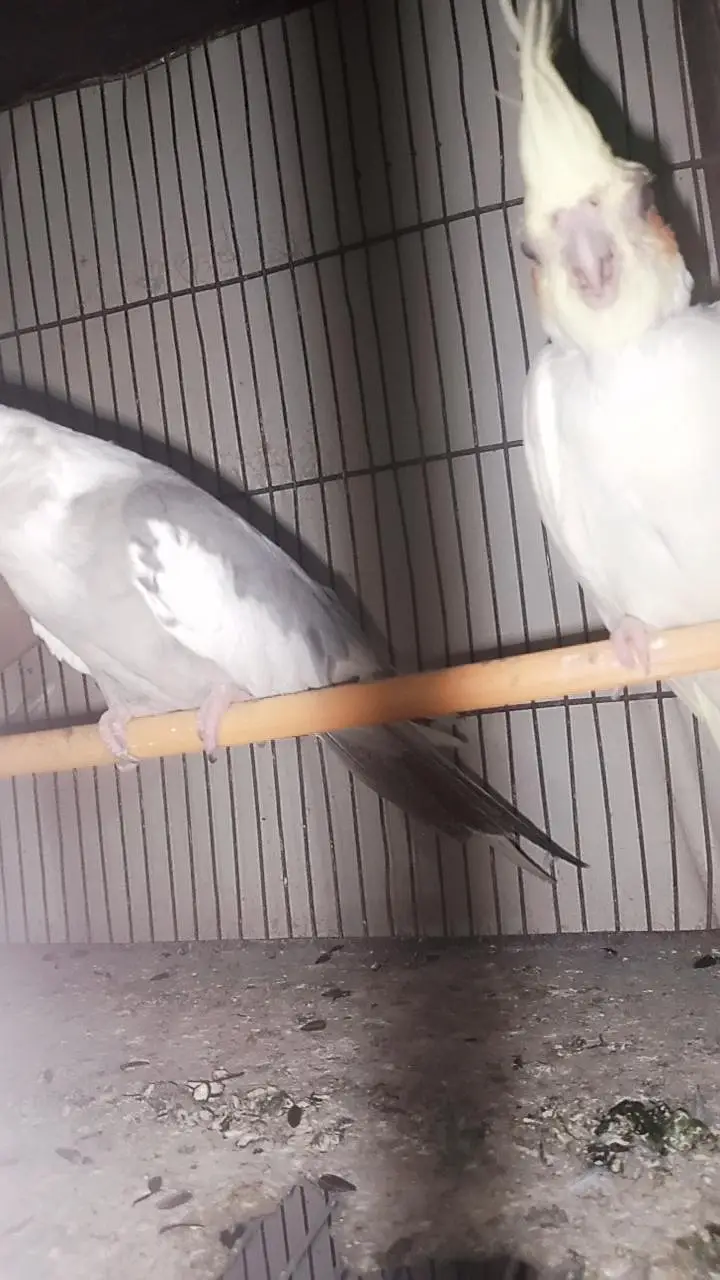 birds and parrots with cage — photo 8
