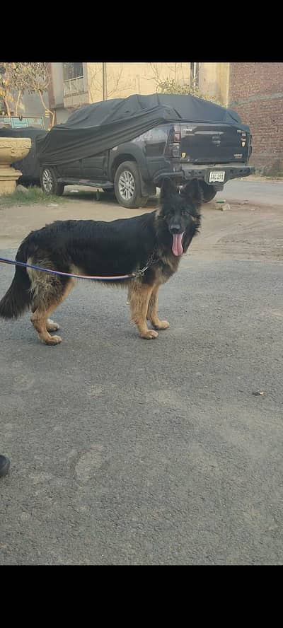 Germen Shepherd | triple coat | ready for breed