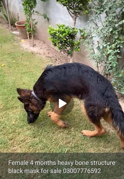 4 Months Female | Pure breed, long Coat, Black Mask, Highted Healthy